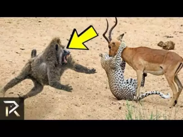 Video: Unbelievable Animals That Saved Other Creatures